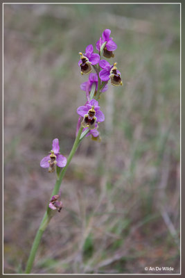 Wolzwever Ophrys - Ophrys tenthredinifera