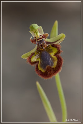 Spiegelorchis - Ophris speculum