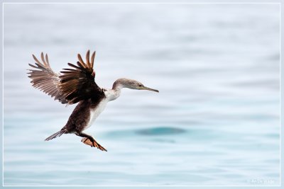 Aalscholver - Phalacrocorax carbo