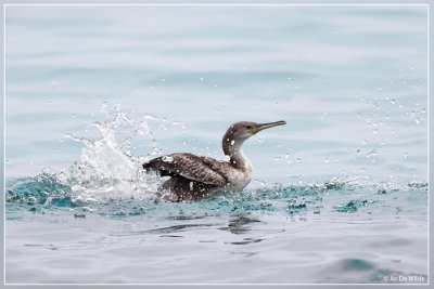 Aalscholver - Phalacrocorax carbo