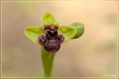 Ophrys bombylifera