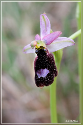 Ophrys bertolonii Balearica