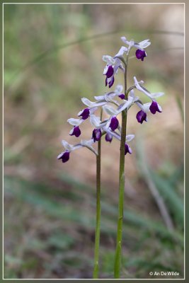 Langsporige harlekijns orchis - Orchis longicornu