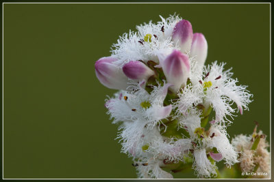 Waterdrieblad - Menyanthes trifoliata