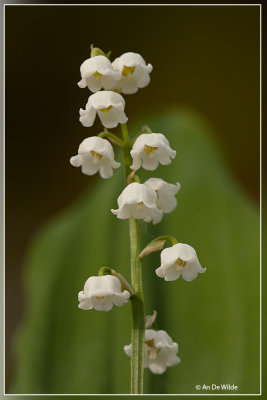 Lelietje-van-dalen of meiklokje - Convallaria majalis