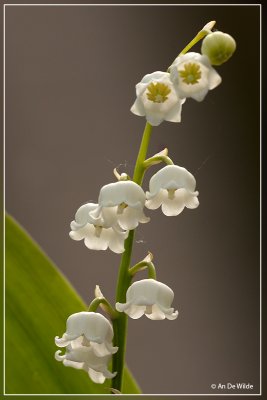 Lelietje-van-dalen of meiklokje - Convallaria majalis