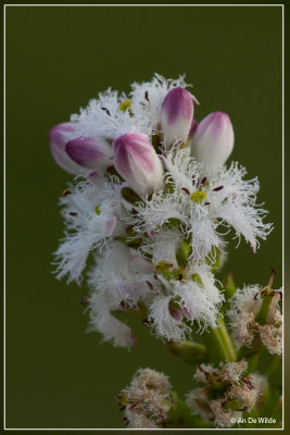 Waterdrieblad - Menyanthes trifoliata 