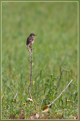 Roodborsttapuit - Saxicola torquatus (female)