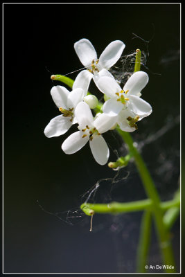 Look-zonder-look - Alliaria petiolata