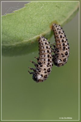 Twintigstippelig Wilgenhaantje - Chrysomela vigintipunctata