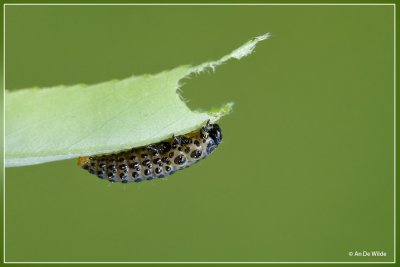 Twintigstippelig Wilgenhaantje - Chrysomela vigintipunctata