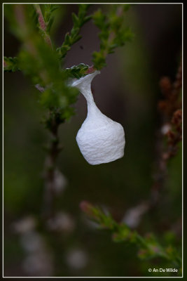 De grote lantaarnspin  - Agroeca brunnea