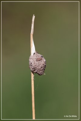 De grote lantaarnspin  - Agroeca brunnea