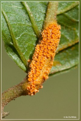 Aecidia van Puccinia coronata Corda