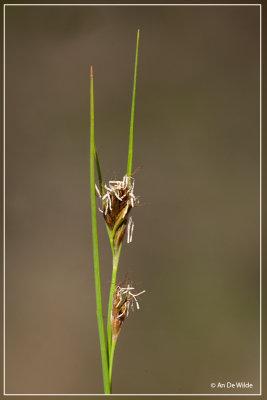 Bruine snavelbies - Rhynchospora fusca 