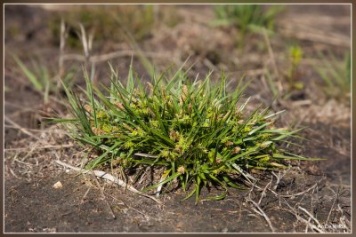  Lage zegge - Carex oederi