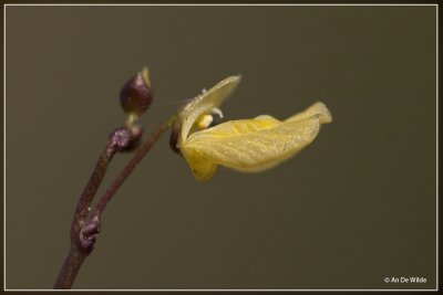 Klein blaasjeskruid - Utricularia minor