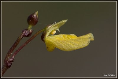 Klein blaasjeskruid - Utricularia minor