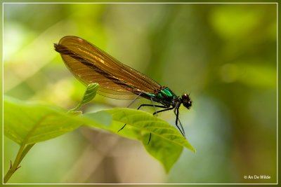 Bosbeekjuffer - Calopteryx virgo (vrouw)