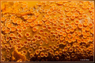 Aecidia van Puccinia coronata Corda