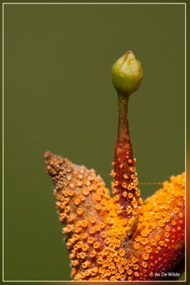 Aecidia van Puccinia coronata Corda