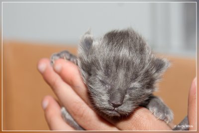 Kitten : 4 days old