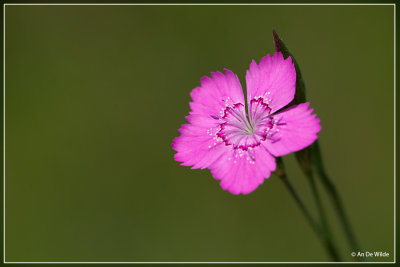 Steenanjer - Dianthus deltoides