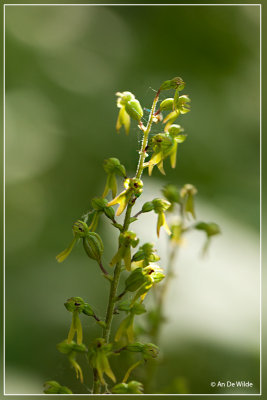 Grote keverorchis - Neottia ovata of  Listera ovata