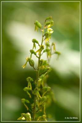 Grote keverorchis - Neottia ovata of  Listera ovata
