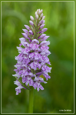 Bosorchis  - Dactylorhiza fuchsii