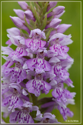 Dactylorhiza fuchsii - bosorchis