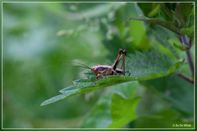 Bramensprinkhaan - Pholidoptera griseoaptera