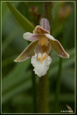 Moeraswespenorchis - Epipactis palustris