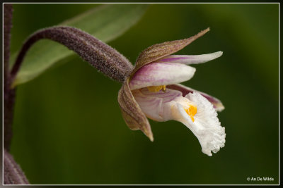 Moeraswespenorchis - Epipactis palustris