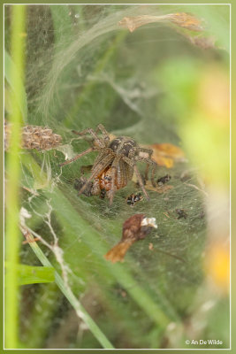 Gewone doolhofspin - Agelena labyrinthica