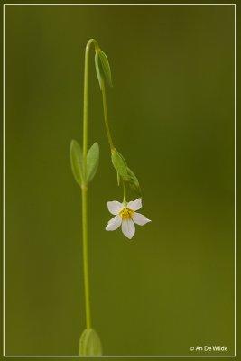 Geelhartje - Linum catharticum