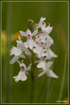 Bosorchis  - Dactylorhiza fuchsii