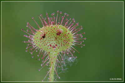 Ronde zonnedauw - Drosera rotundifolia