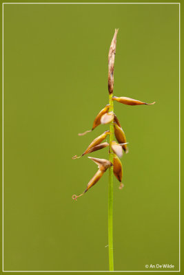 Vlozegge - Carex pulicaris