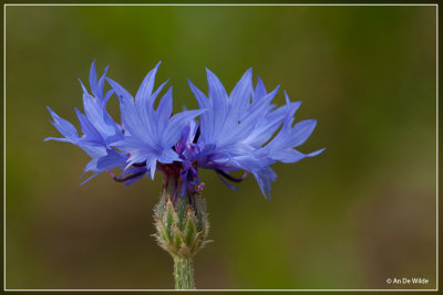 blauwe bloemen (blue flowers)