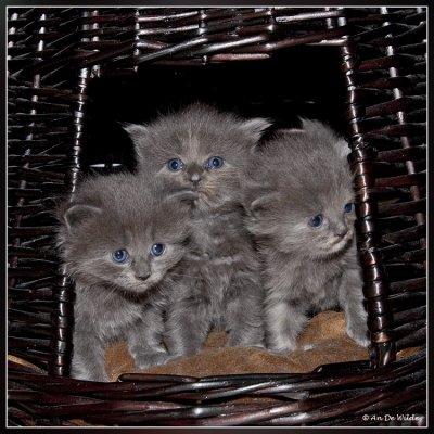 Kittens 24 days old - Framed