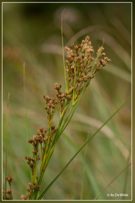 Galigaan - Cladium mariscus