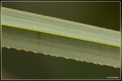 Galigaan - Cladium mariscus