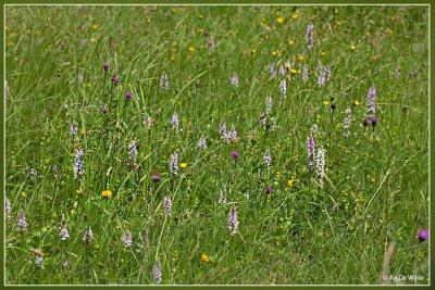 Bosorchis  - Dactylorhiza fuchsii