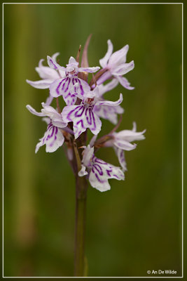 Bosorchis  - Dactylorhiza fuchsii