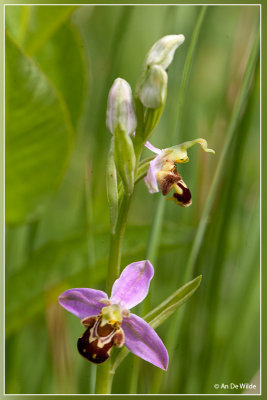 Bijenorchis - Ophrys apifera