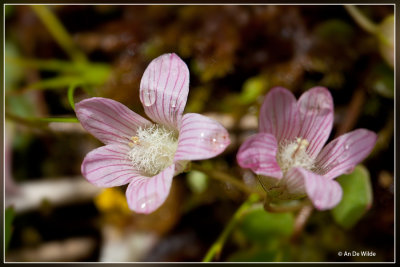 Teer guichelheil - Anagallis tenella