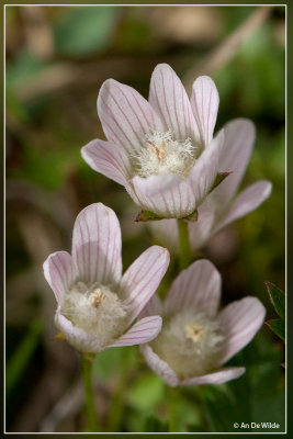 Teer guichelheil - Anagallis tenella