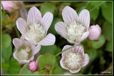 Teer guichelheil - Anagallis tenella