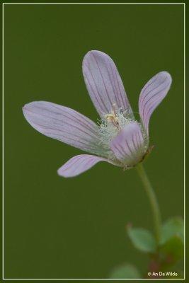 Teer guichelheil - Anagallis tenella